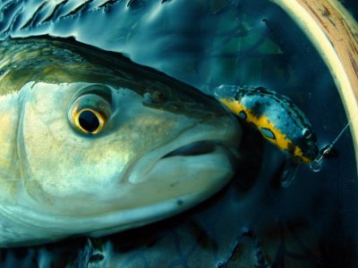 DSC08147.thumb.JPG.6558da0a4ef8216e8f5b0