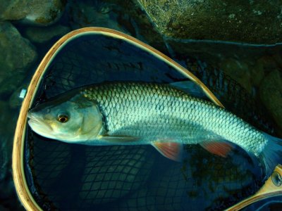 DSC08148.thumb.JPG.39eb13bdb593c2a5a1027