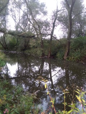 IMG_20170922_122845.jpg